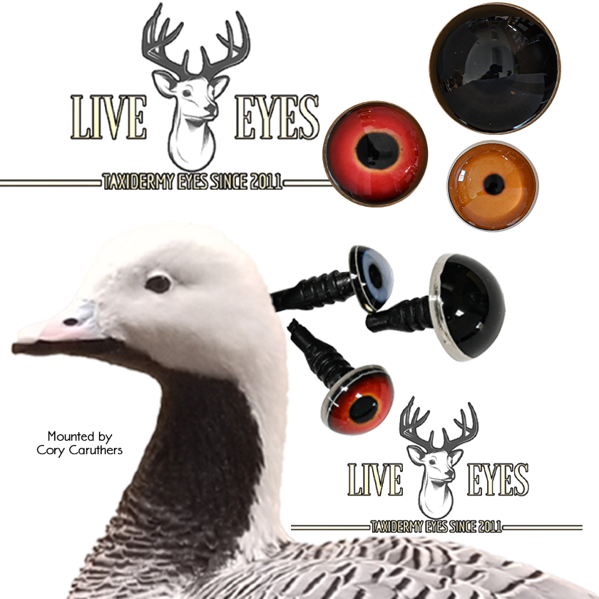 Bird Eyes (Live Eyes)