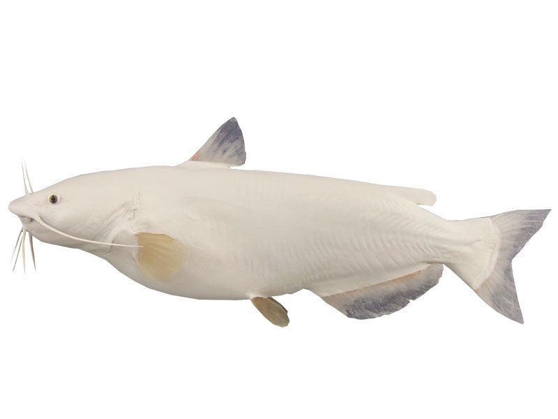 Flathead Catfish Mounts