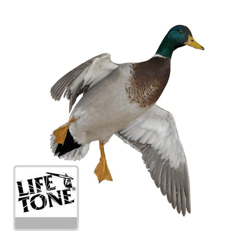 Life Tone Lacquer Bird Kit - Matuska Taxidermy Supply Company