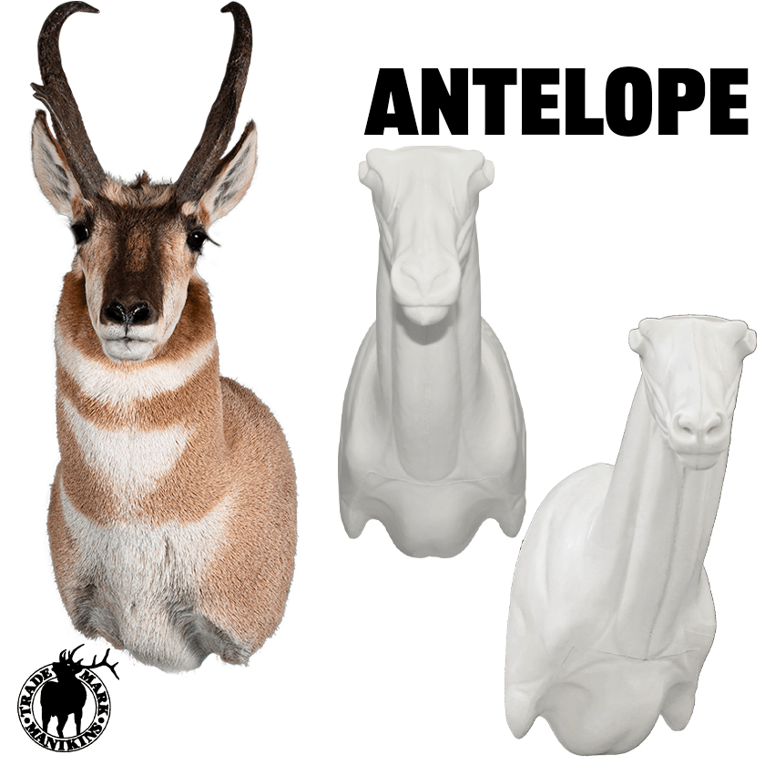 Antelope Shoulder Mounts - Matuska Taxidermy Supply Company