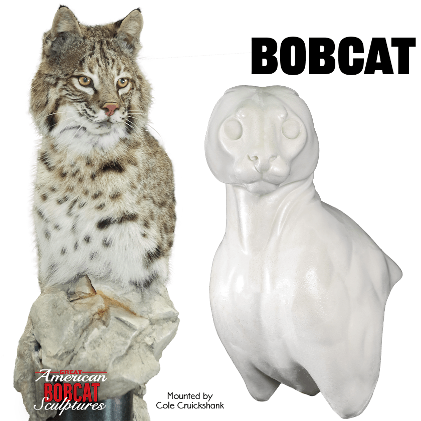 Bobcat Shoulder Mounts - Matuska Taxidermy Supply Company