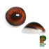 Deer-Whitetail Eyes (Payer)