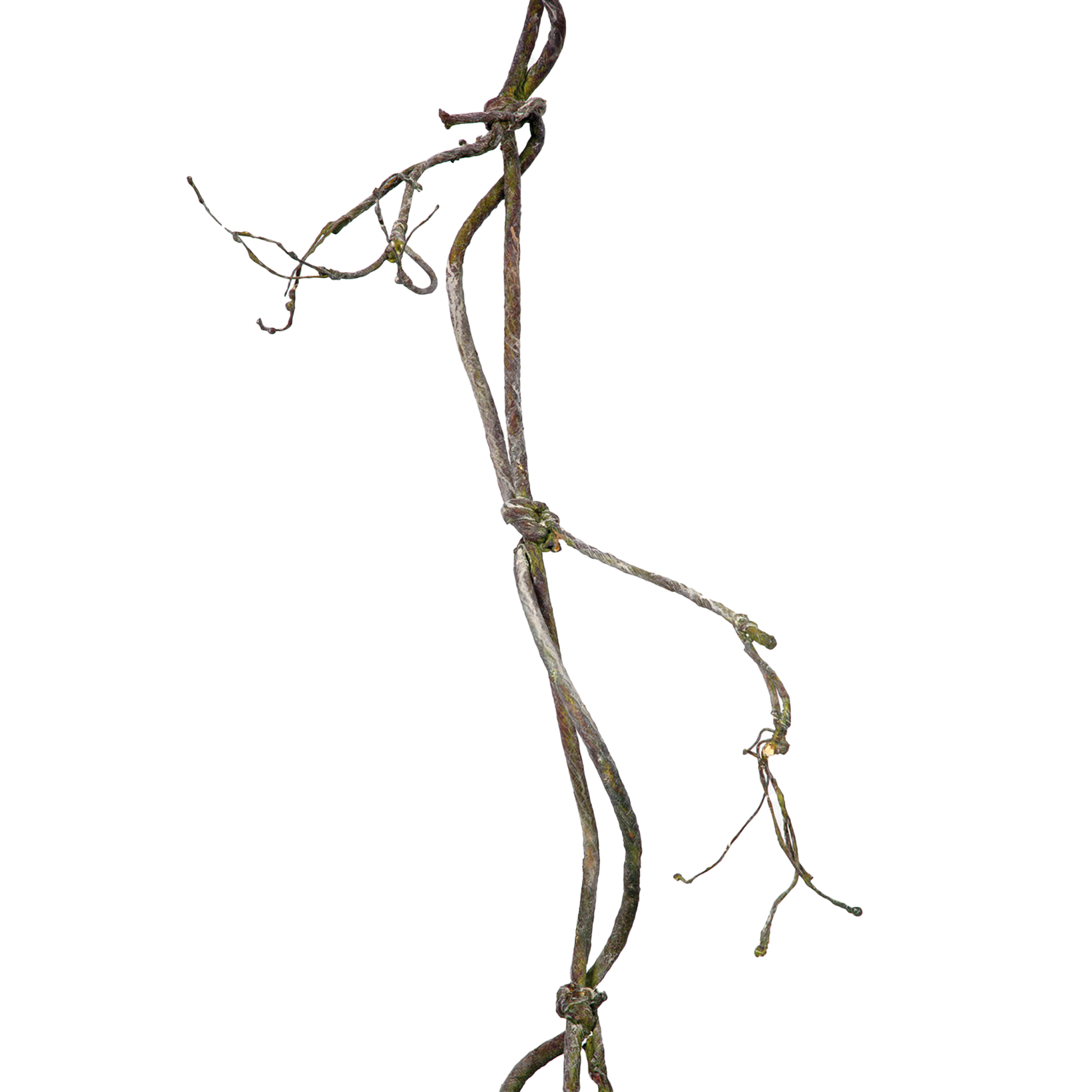 Twig Vines