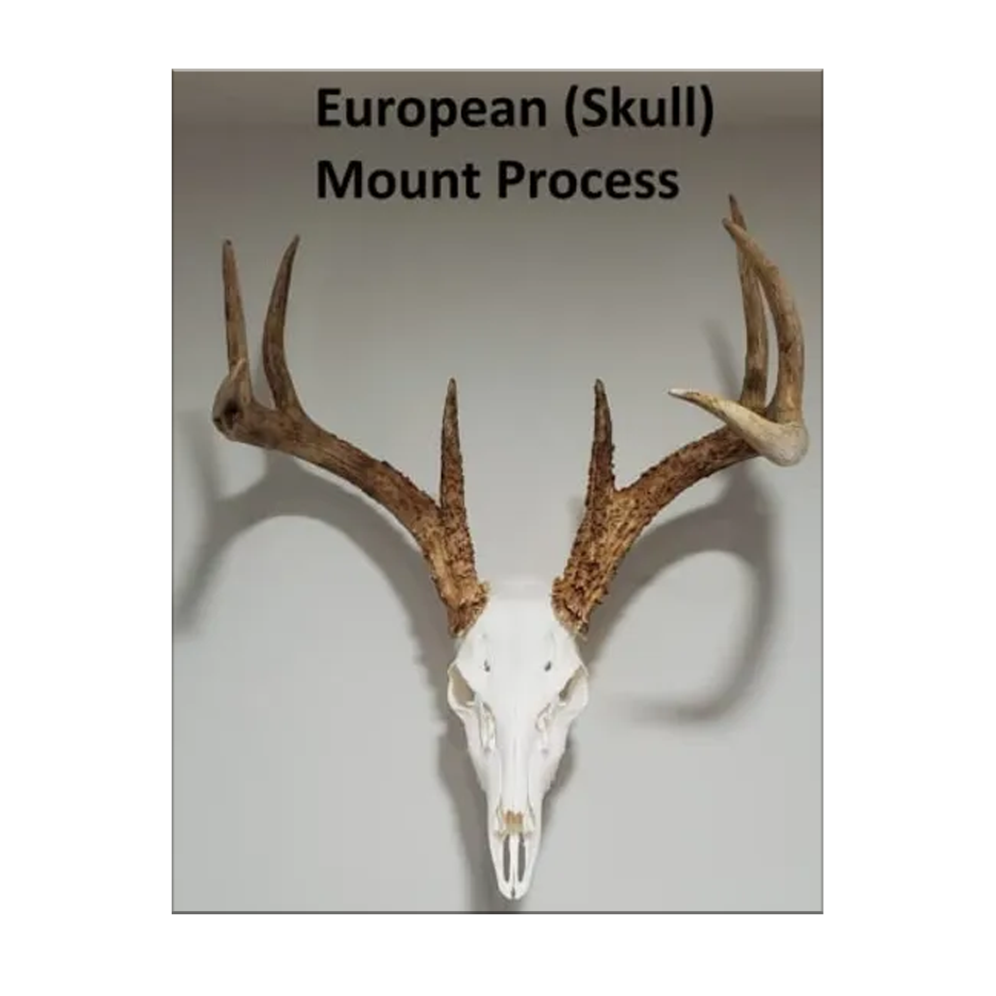 European (Skull) Mount Process Book by Kyle Hackett