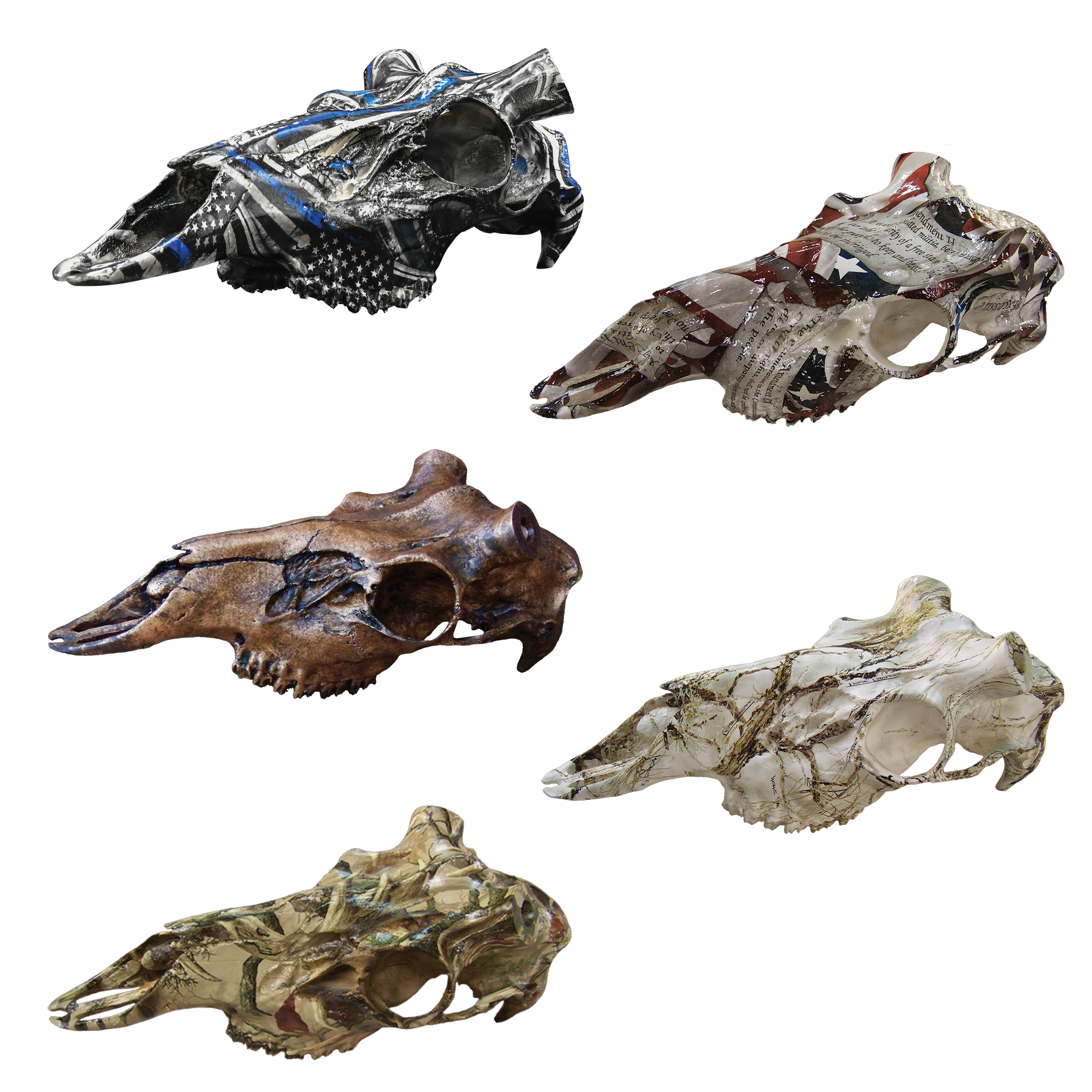 Hydrocoated Reproduction Skulls with Molars by Outlaw Skulls