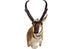 Antelope (Semi-Sneak) - Matuska Taxidermy Supply Company