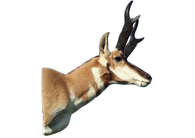 Antelope (Semi-Sneak) - Matuska Taxidermy Supply Company