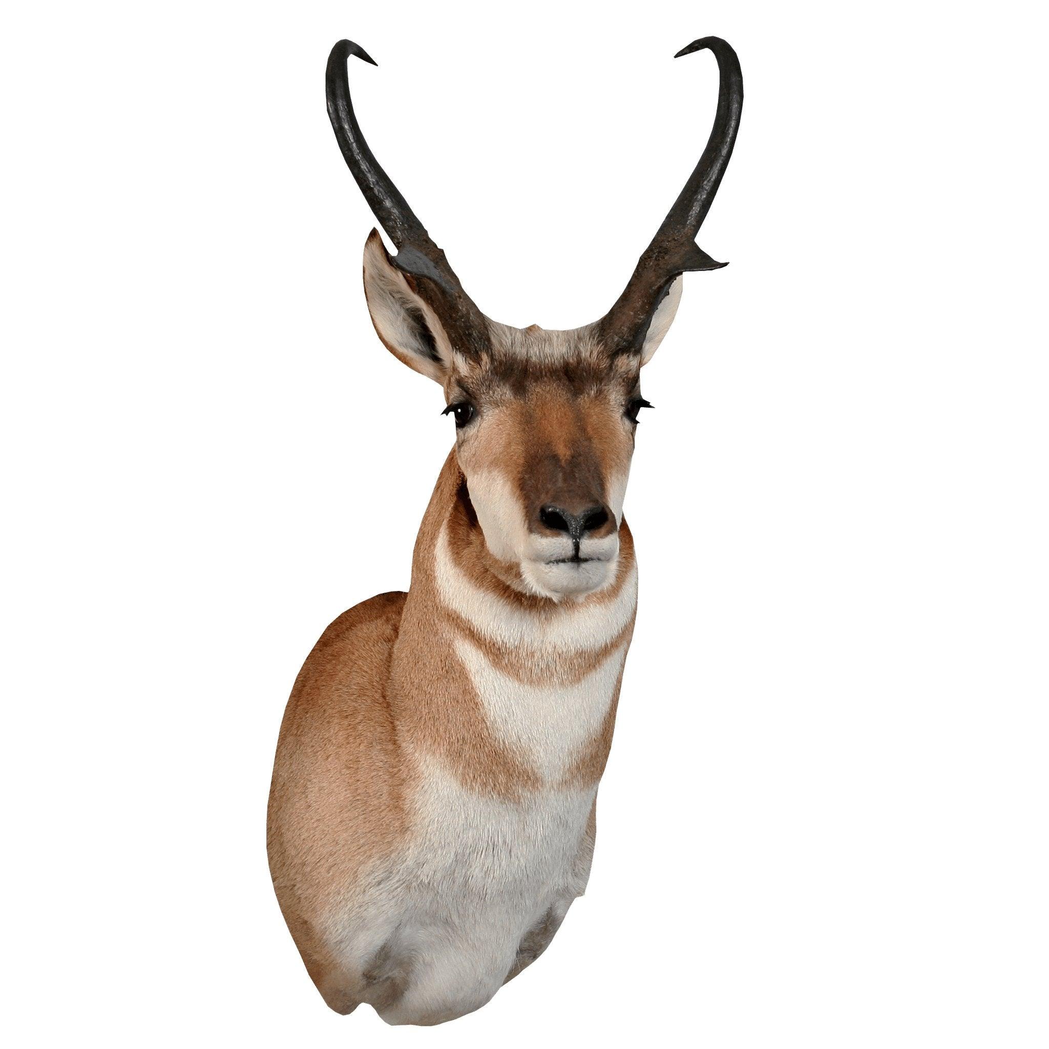 Antelope (Semi-Upright) - Matuska Taxidermy Supply Company