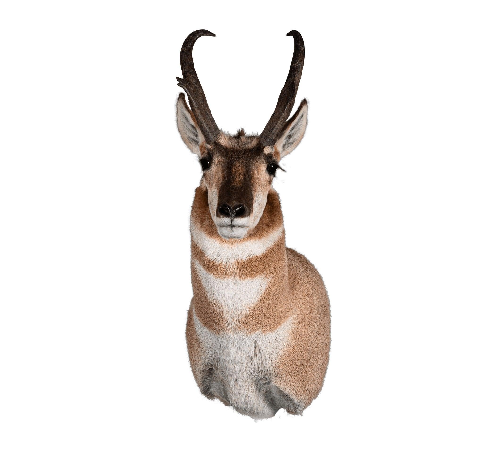 Antelope (Upright) - Matuska Taxidermy Supply Company