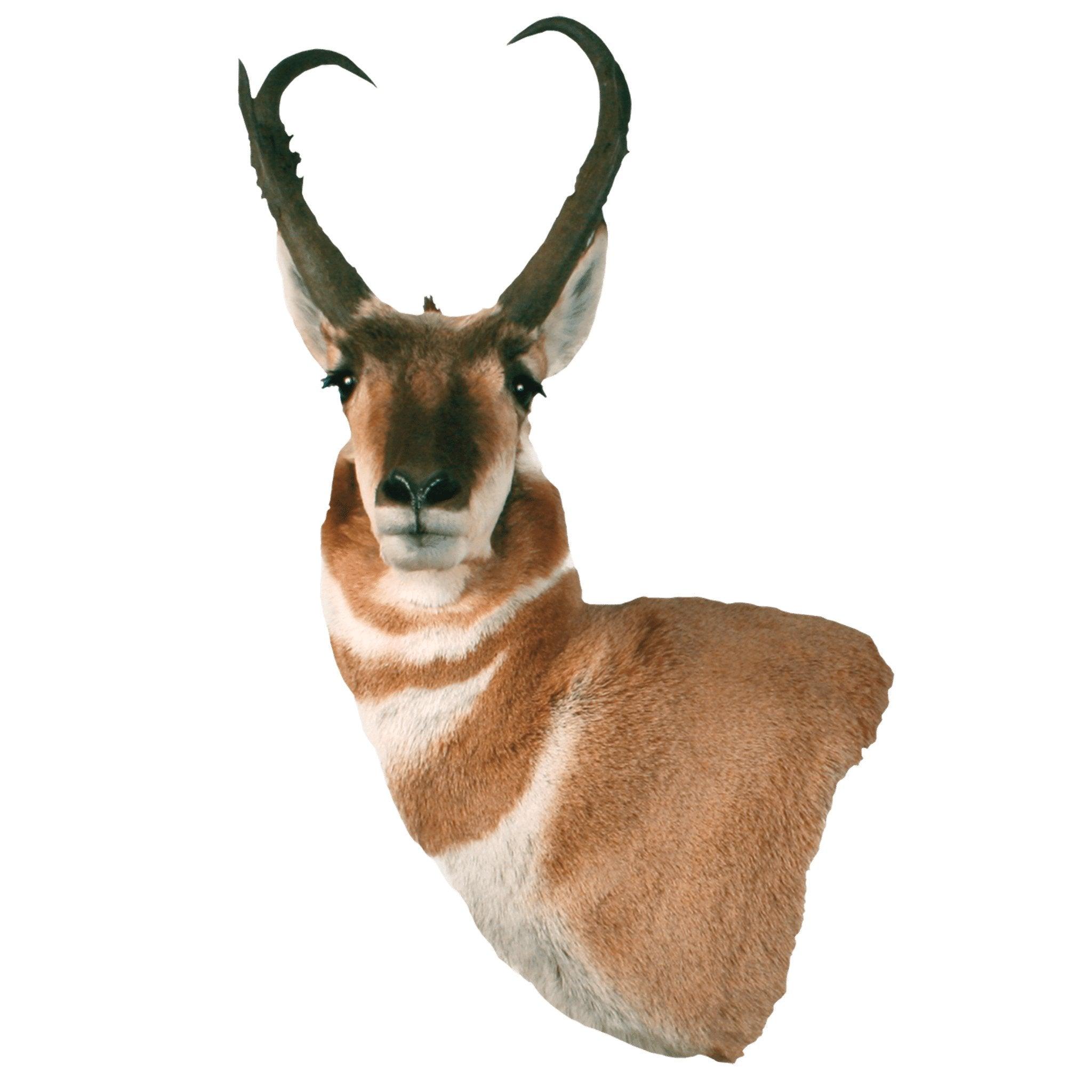 Antelope (Wall Pedestal) - Matuska Taxidermy Supply Company