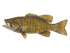 Bass, Smallmouth Fish Reproduction (Head Out - Tail Out) - Matuska Taxidermy Supply Company