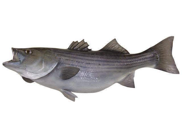 Bass, Striped Fish Reproduction - Matuska Taxidermy Supply Company