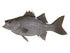 Bass, White & Hybrid Fish Reproduction - Matuska Taxidermy Supply Company