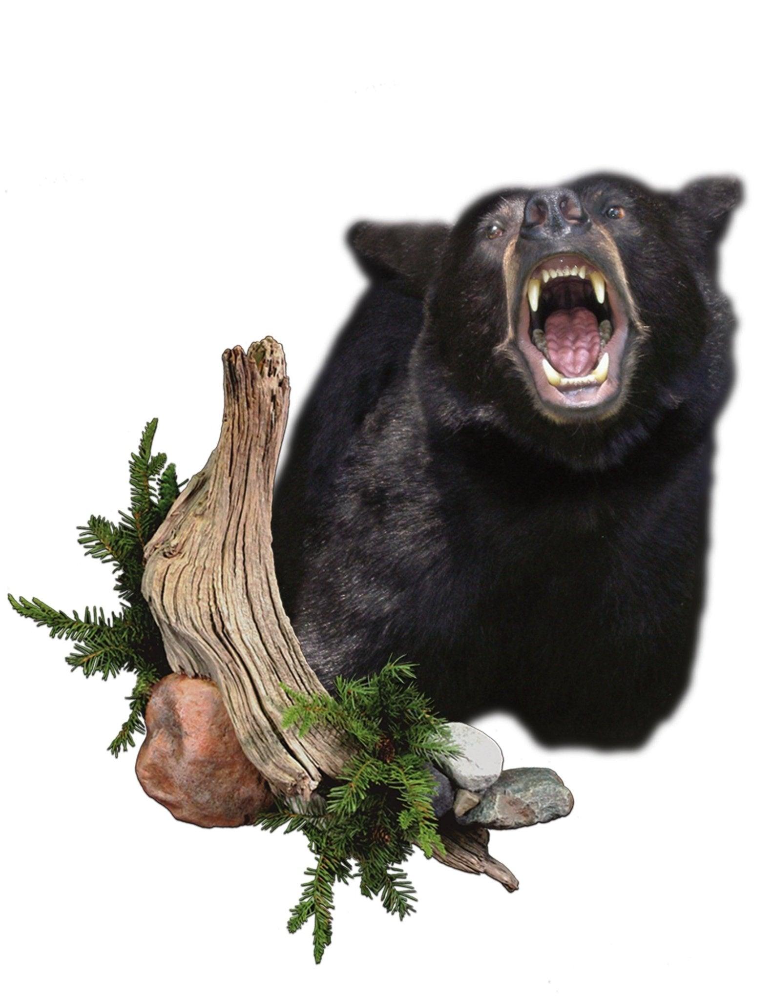 Bear-Black (Aggressive) *new additions - Matuska Taxidermy Supply Company