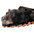 Bear-Black (Closed Mouth Rugshell) - Matuska Taxidermy Supply Company