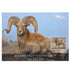 Bighorn Sheep Large Reference Book - Images by Dan Verrips - Matuska Taxidermy Supply Company