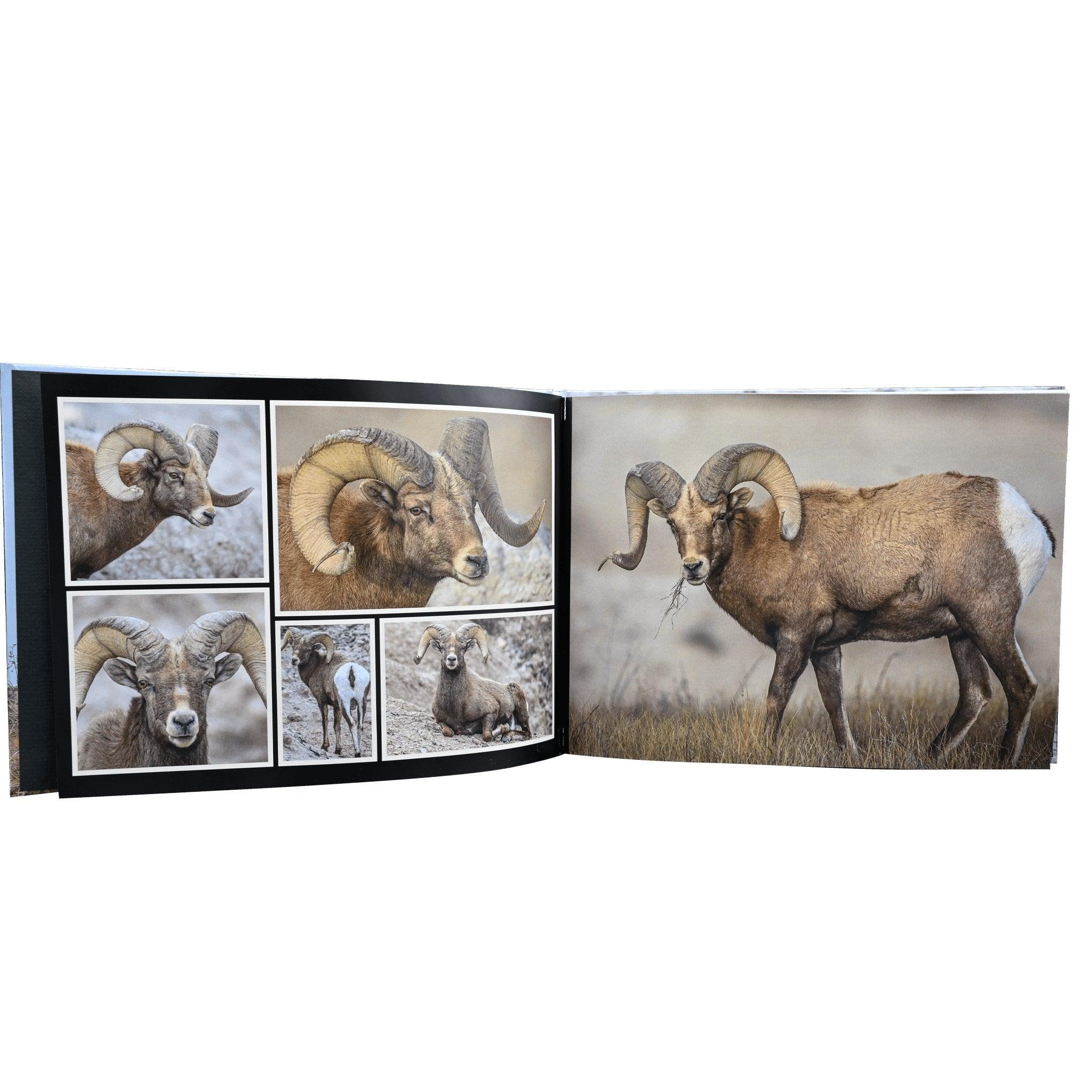 Bighorn Sheep Large Reference Book - Images by Dan Verrips - Matuska Taxidermy Supply Company