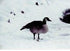 Bird Reference Photos (8x10) - Matuska Taxidermy Supply Company