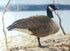 Bird Reference Photos (8x10) - Matuska Taxidermy Supply Company