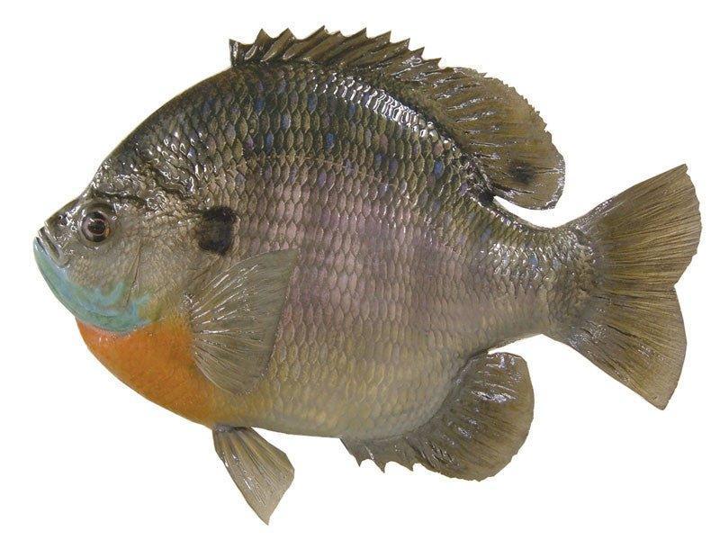 Bluegill Fish Reproduction (Head Out - Tail Out) - Matuska Taxidermy Supply Company