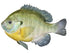 Bluegill Fish Reproduction (Head Out - Tail Out) - Matuska Taxidermy Supply Company
