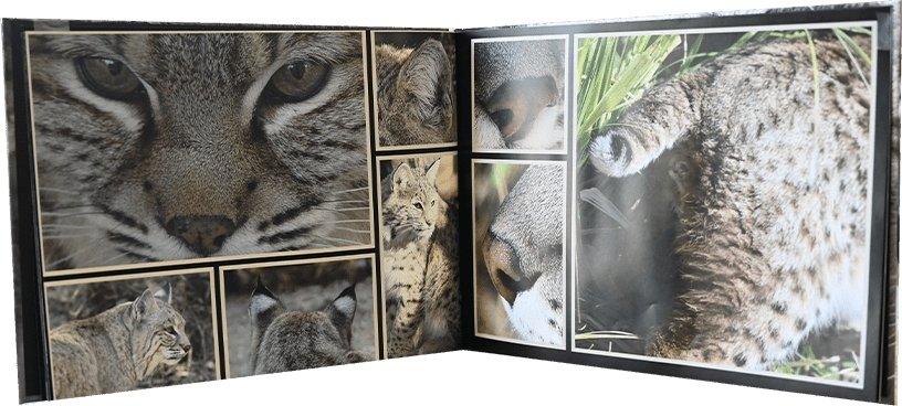 Bobcat Reference Book by Phil Wilson - Matuska Taxidermy Supply Company