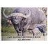Cape Buffalo Reference Book - Images by Dan Verrips - Matuska Taxidermy Supply Company