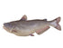 Catfish-Blue Fish Reproduction (S-Curve) - Matuska Taxidermy Supply Company