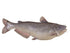 Catfish-Blue Fish Reproduction (S-Curve) - Matuska Taxidermy Supply Company