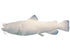 Catfish-Flathead Fish Reproduction (S-Curve) - Matuska Taxidermy Supply Company