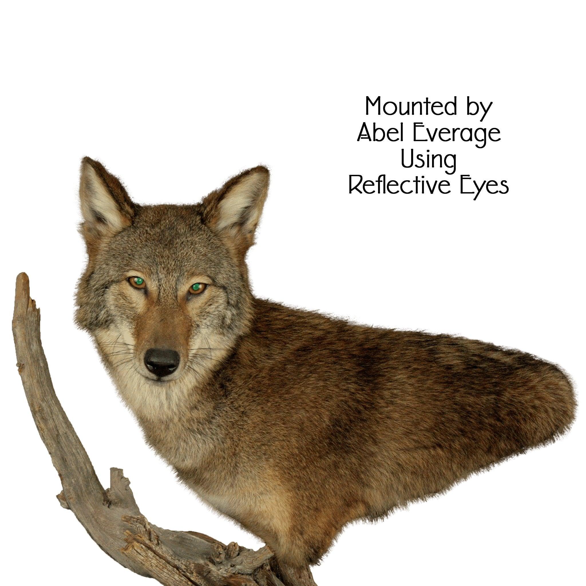 Coyote Eyes (Reflective) - Matuska Taxidermy Supply Company
