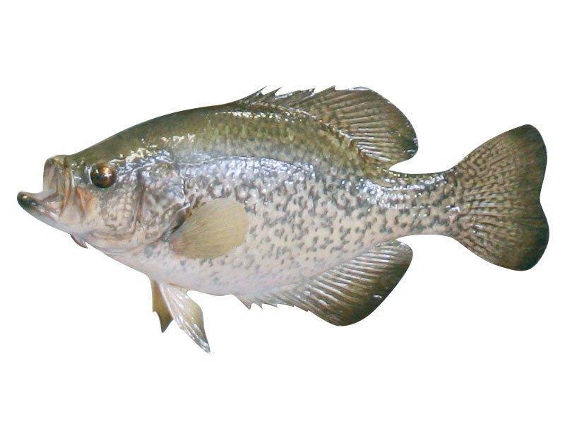 Crappie Fish Reproduction (Head Out - Tail Out) - Matuska Taxidermy Supply Company