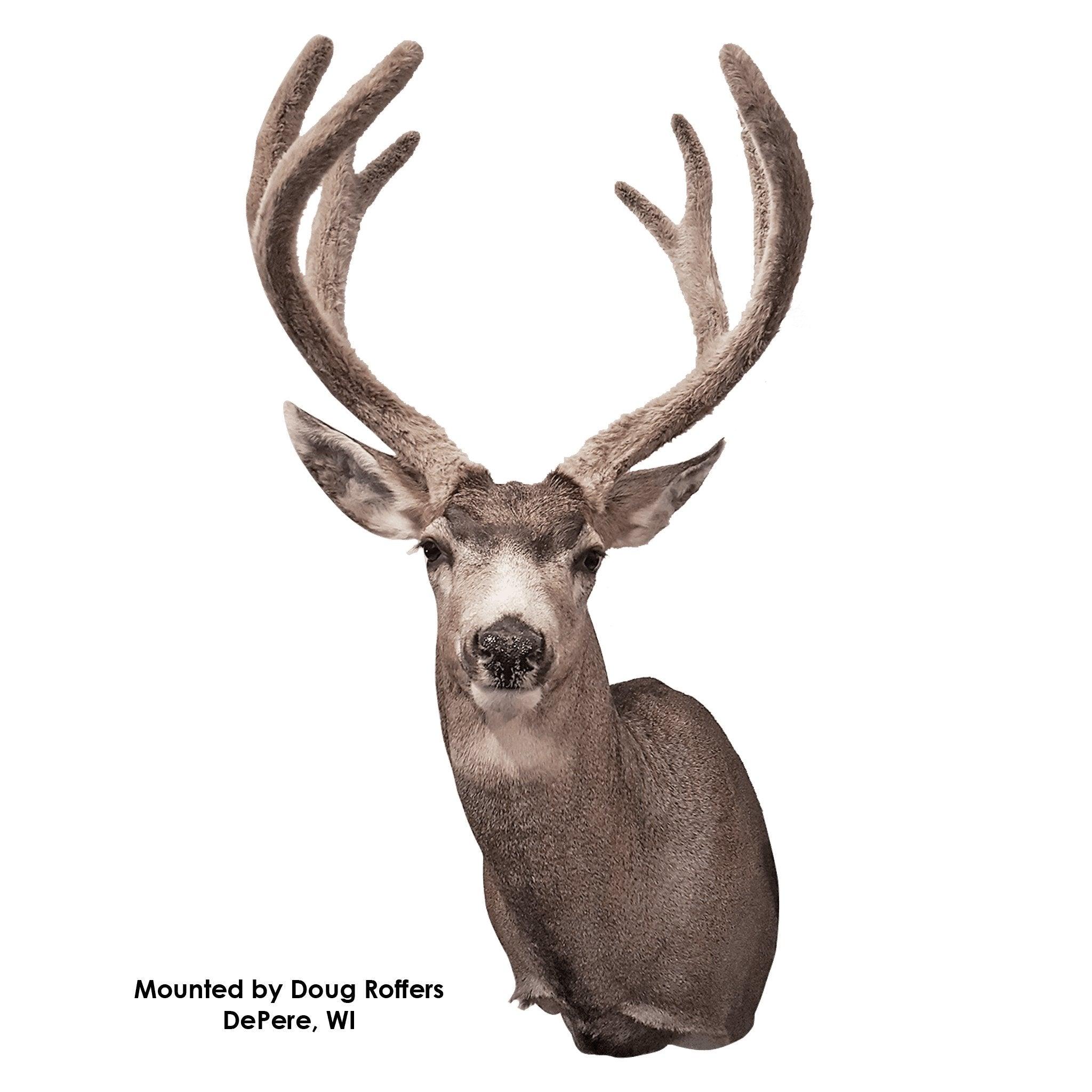 Deer-Mule (Early Season Relaxed Upright) - Matuska Taxidermy Supply Company