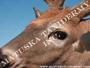 Deer-Whitetail Reference Photos 8x10 Enlargements - Matuska Taxidermy Supply Company