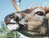 Deer-Whitetail Reference Photos 8x10 Enlargements - Matuska Taxidermy Supply Company