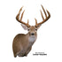 Deer-Whitetail (Semi-Sneak Offset) - Matuska Taxidermy Supply Company