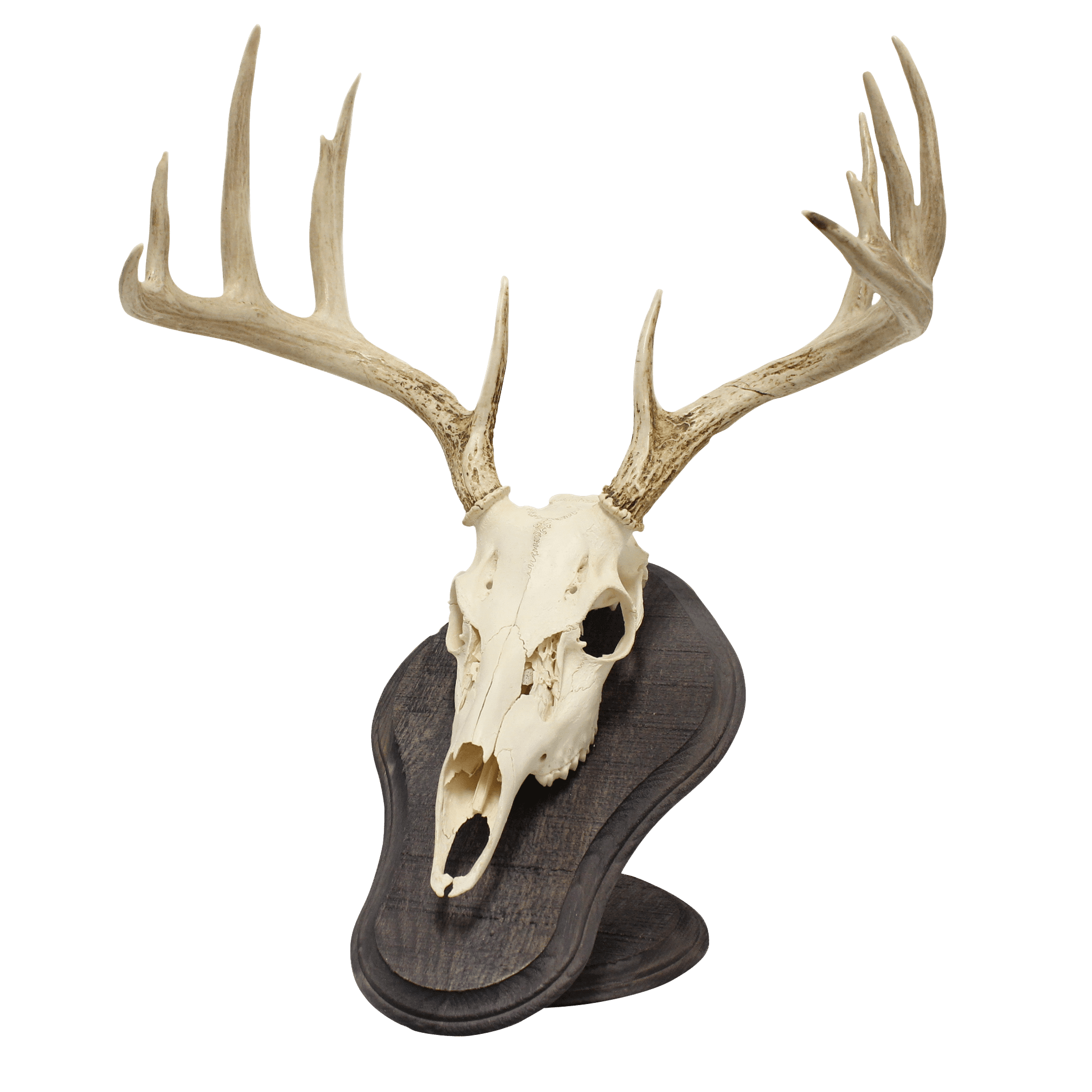 Deluxe Euro Skull Display - Matuska Taxidermy Supply Company