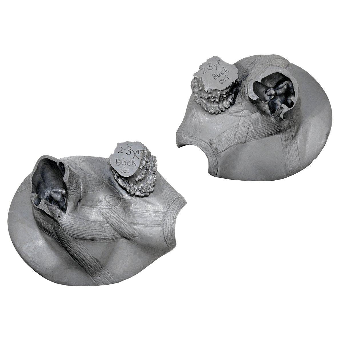 Ear Casts by Mark Gonnering - Matuska Taxidermy Supply Company