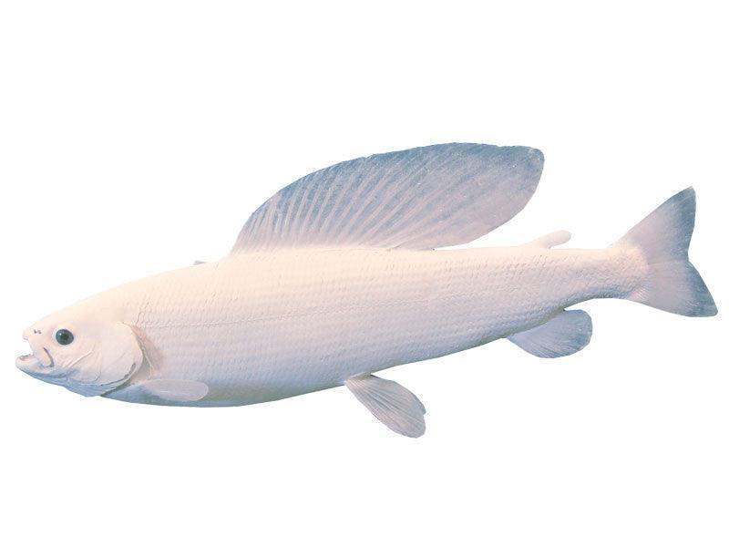 Grayling Fish Reproduction (S-Curve) - Matuska Taxidermy Supply Company