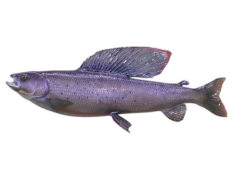 Grayling Fish Reproduction (S-Curve) - Matuska Taxidermy Supply Company