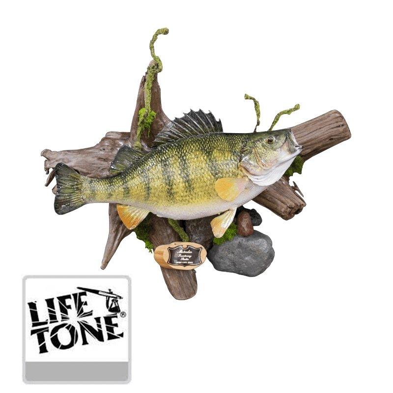Life Tone Lacquer Fish Kit - Matuska Taxidermy Supply Company