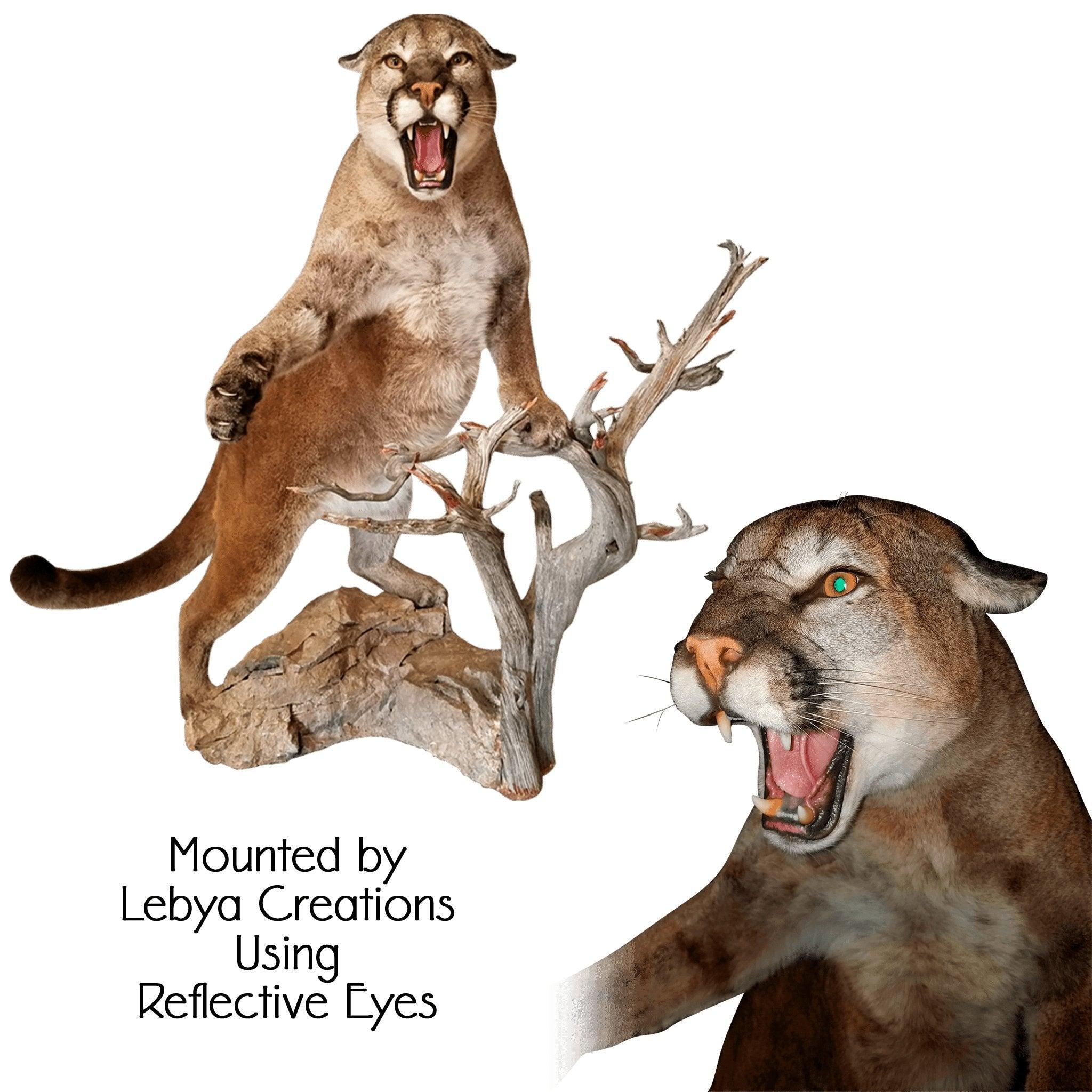 Lion-Mountain/Cougar Eyes (Reflective) - Matuska Taxidermy Supply Company