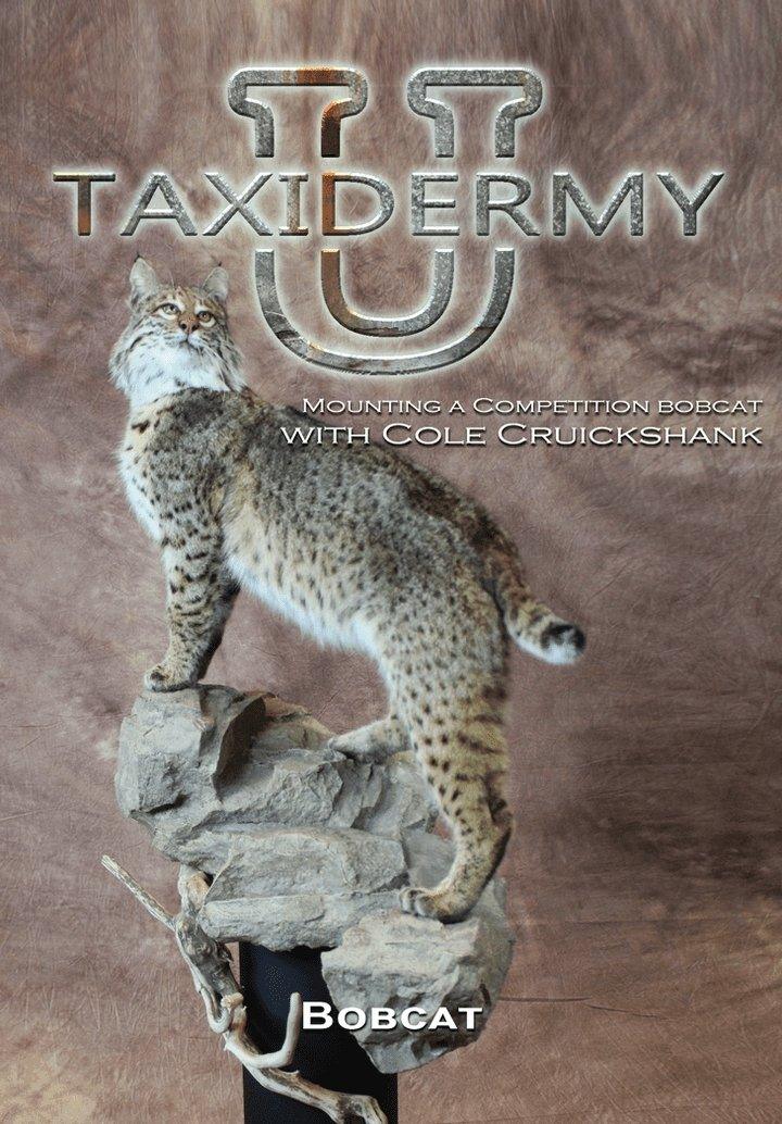 Mounting a Competition Bobcat w/ Cole Cruickshank DVD by Taxidermy University - Matuska Taxidermy Supply Company