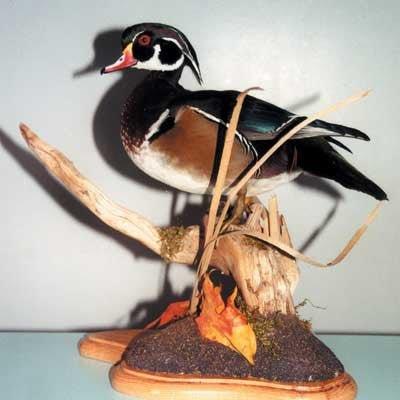 Mounting a Standing Wood Duck DVD - Matuska Taxidermy Supply Company