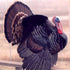 Mounting a Strut Turkey DVD - Matuska Taxidermy Supply Company