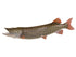 Muskie Fish Reproduction (S-Curve) - Matuska Taxidermy Supply Company