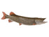 Muskie Fish Reproduction (S-Curve) - Matuska Taxidermy Supply Company