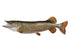 Northern Pike Fish Reproduction (S-Curve) - Matuska Taxidermy Supply Company
