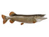 Northern Pike Fish Reproduction (S-Curve) - Matuska Taxidermy Supply Company