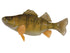 Perch Fish Reproduction (S-Curve) - Matuska Taxidermy Supply Company